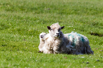 Pecore delle isole Shetland