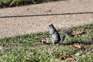 Squirrel standing on hind legs upright looking in Washington DC urban green park in autumn in capital city, fallen leaves foliage