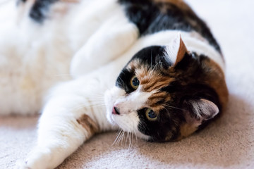 Female calico cat lying down comfortable on carpet in home room inside house, playful eyes