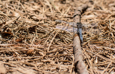 Resting Dragonfly
