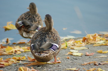 two ducks on the lake view from the back