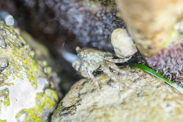 Crabs in their natural environment, in water 