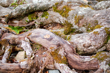 Close up of knotted tree roots