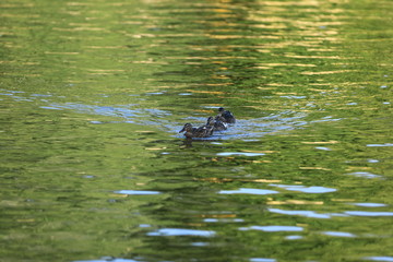 three ducks on the lake