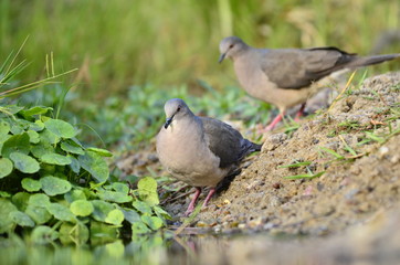 nature south america