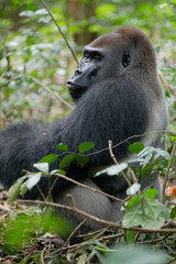 Western Lowland Gorilla - Gorilla gorilla Dzanga Sangha - Central African Republic