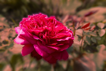 Red rose on blurred light brown background