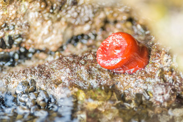 Sea shells stuck on a rock 