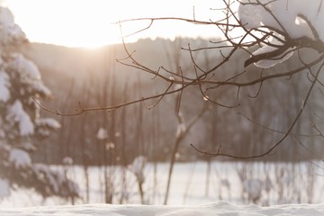 White winter wonderland with snow and sun at christmas time. The sun kisses this wonderful cold...