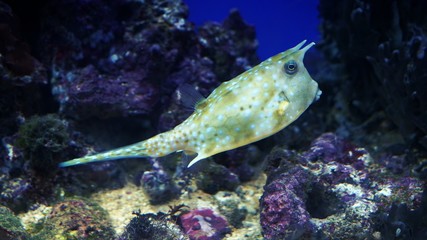 Рыбка с рожками