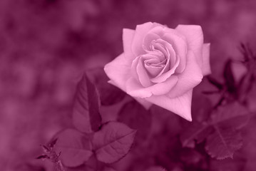 Purple color on rose 