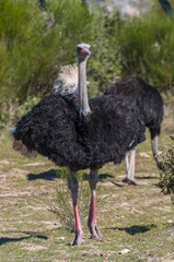 ostrich with long neck and huge legs in an ostrich breeding farm