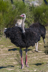 ostrich with long neck and huge legs in an ostrich breeding farm
