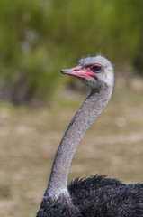 Reserve, ostrich with long neck and huge legs in an ostrich breeding farm