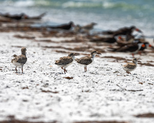 Chicks heading for the shoreline
