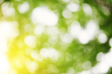 Fototapeta premium Beautiful blurred green foliage background in summer