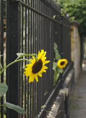 Sonnenblumen schauen durch einen Eisenzaun