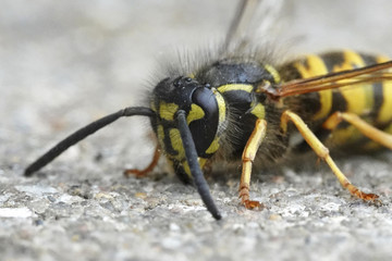 Common wasp (Vespula vulgaris)