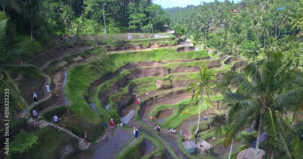 Wall mural Aerial view Tegalalang Rice Terrace in Ubud, Bali, Indonesia - Wall murals