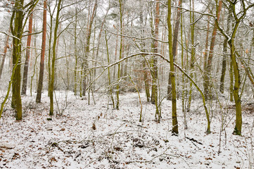 Zasypany śniegiem las w zimowy, ponury, pochmurny dzień. © W Korczewski