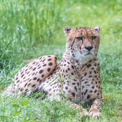 Cheetah lying on the wild grasses, Acinonyx jubatus, portrait
