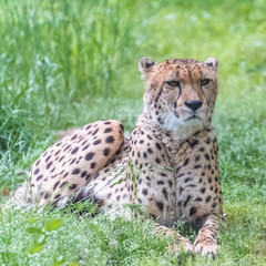 Cheetah lying on the wild grasses, Acinonyx jubatus, portrait

