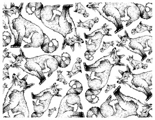 Autumn Animal, Illustration Wallpaper Background of Hand Drawn of Foxes Isolated on White Background. Symbolic Animal to Show The Signs of Autumn Season. 