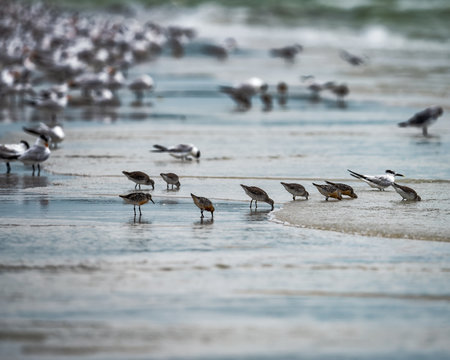 Shorebirds foraging at low tide