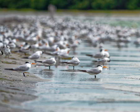 Royal terns gathered on the beach