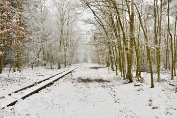Zasypany śniegiem las w zimowy, ponury, pochmurny dzień. - obrazy, fototapety, plakaty
