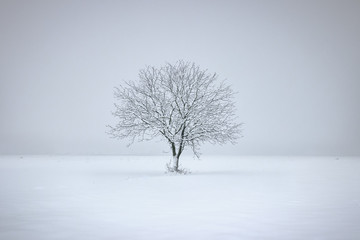 Fototapeta na wymiar Tree in the snow