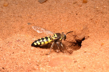nature south america