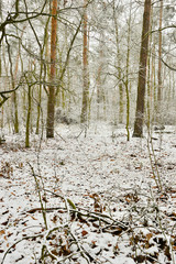 Zasypany śniegiem las w zimowy, ponury, pochmurny dzień.