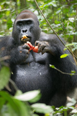 Western Lowland Gorilla - Gorilla gorilla Dzanga Sangha - Central African Republic