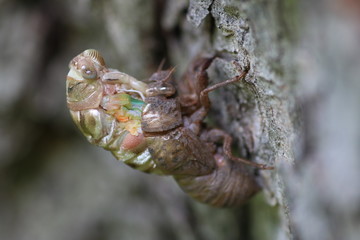 Macro shot of a molting cicada on an old pecan tree