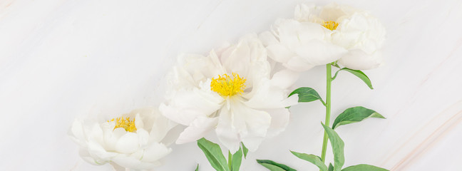 White peony flowers on marble background