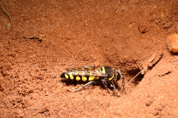 nature south america