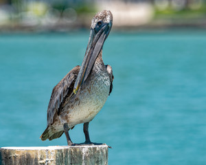 Pelican siting on the pylon