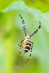 Wasp spider (Argiope bruennichi) on his web.