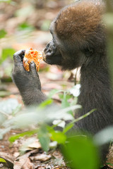 Western Lowland Gorilla - Gorilla gorilla Dzanga Sangha - Central African Republic