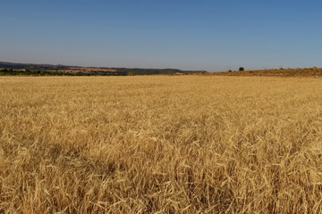 Champ de bl&eacute; et ciel bleu