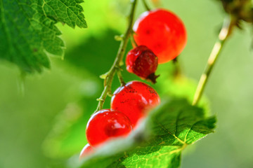 redcurrant berry closeup