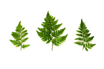 collection of green fern leaves isolated on white background © sema_srinouljan