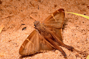 nature south america