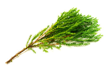 green pine leaves and twig isolated on white background.