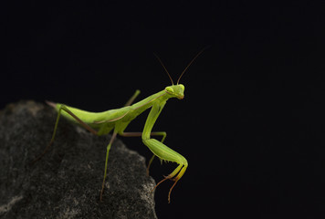 Close Up Of A Praying Mantis