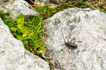 Beetle with long mustache on the rock in the forest