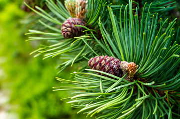 Green fir branch with cone. Forest background