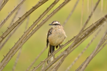 nature south america