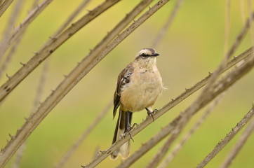 nature south america